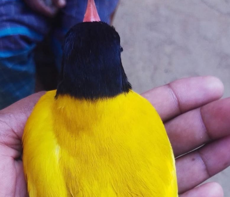 চুনারুঘাটে কুটুম পাখির দেখা
